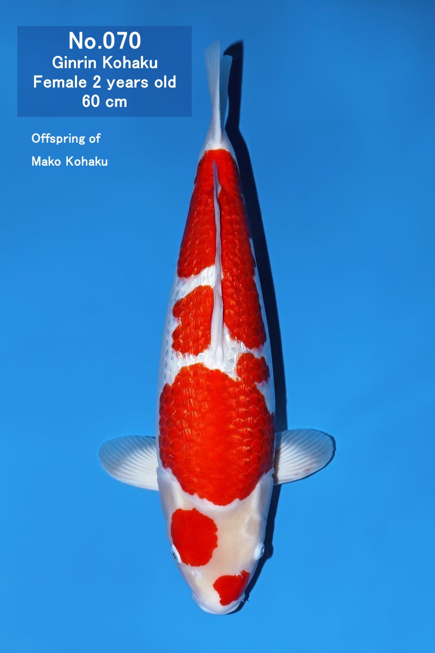 Koi