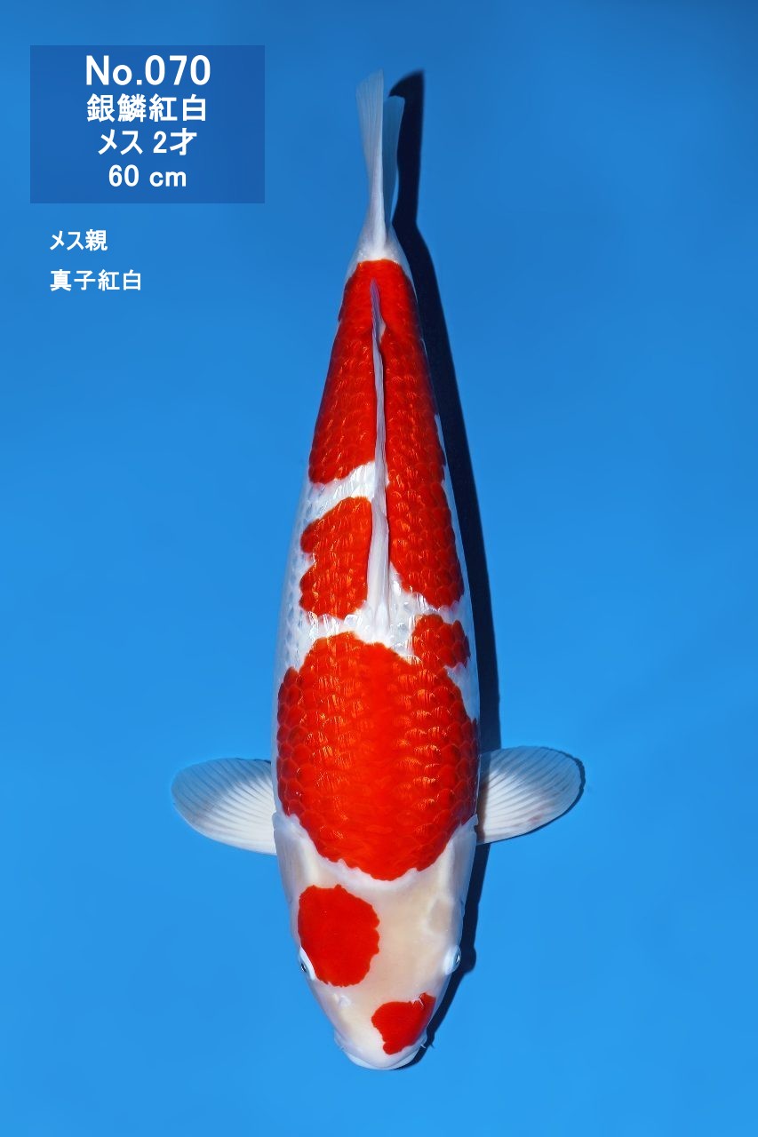 鯉