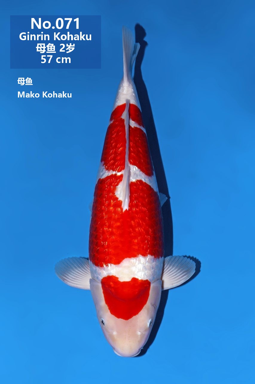鯉