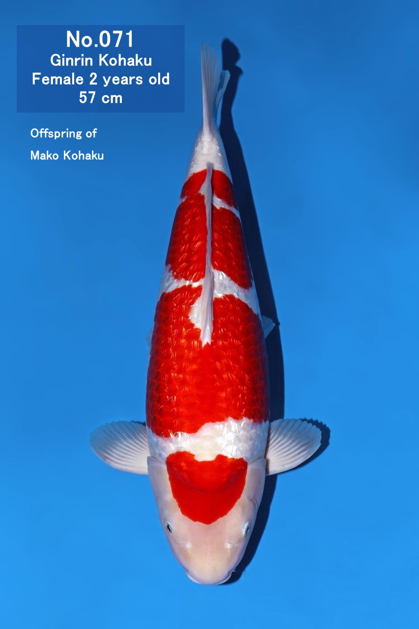 Koi