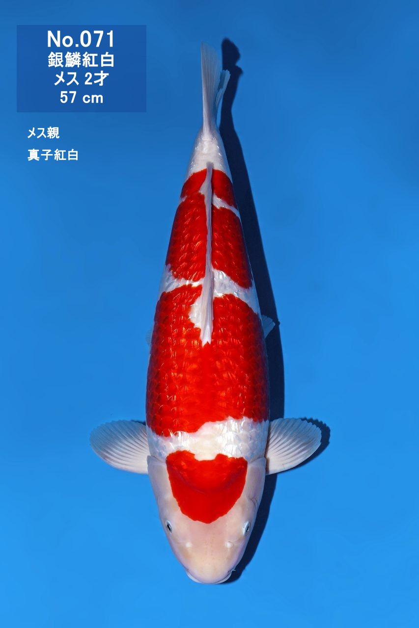 鯉
