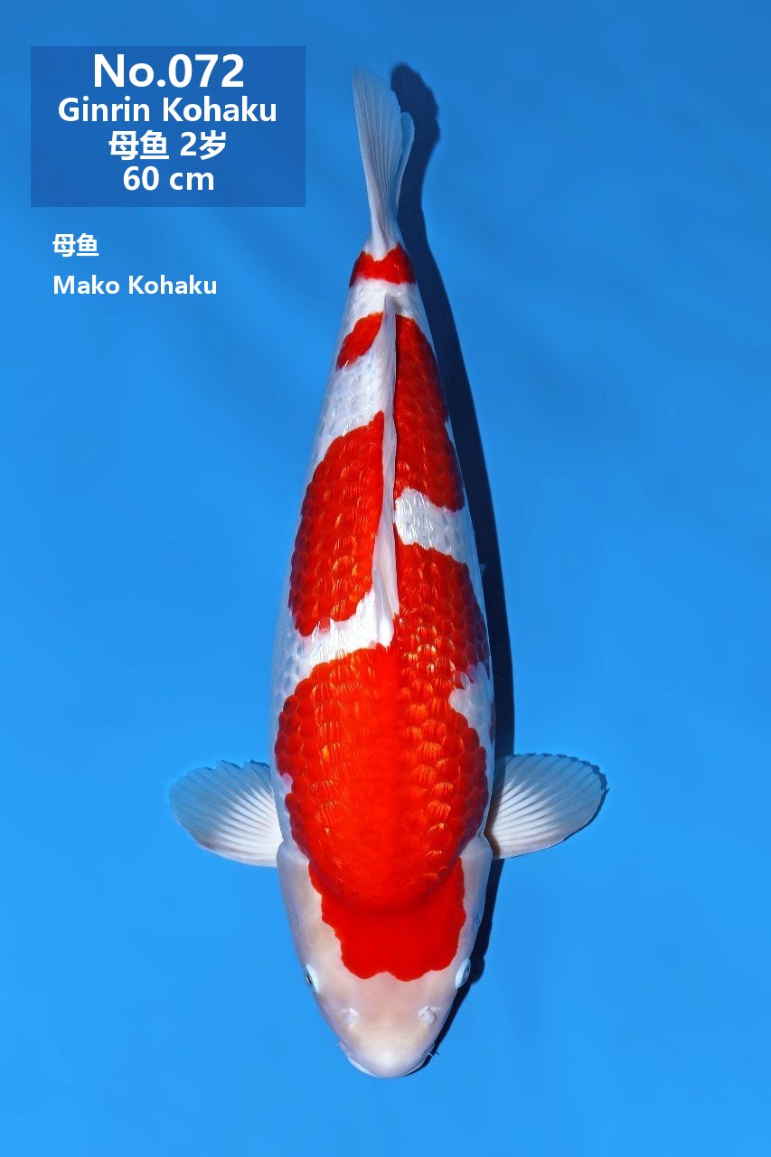 鯉