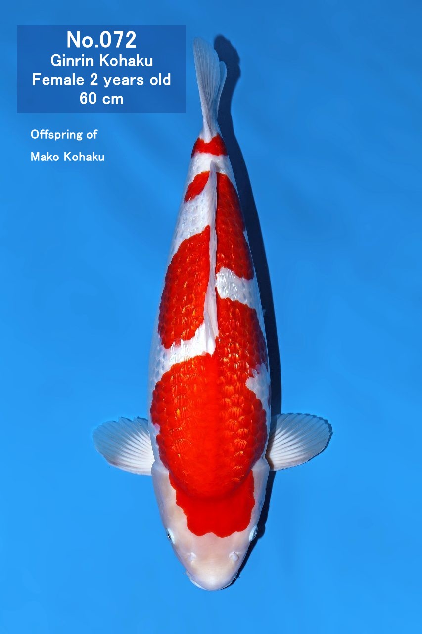 Koi