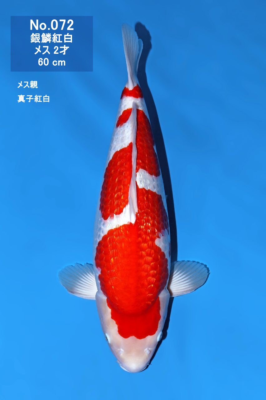 鯉