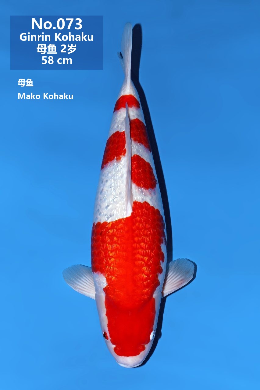 鯉