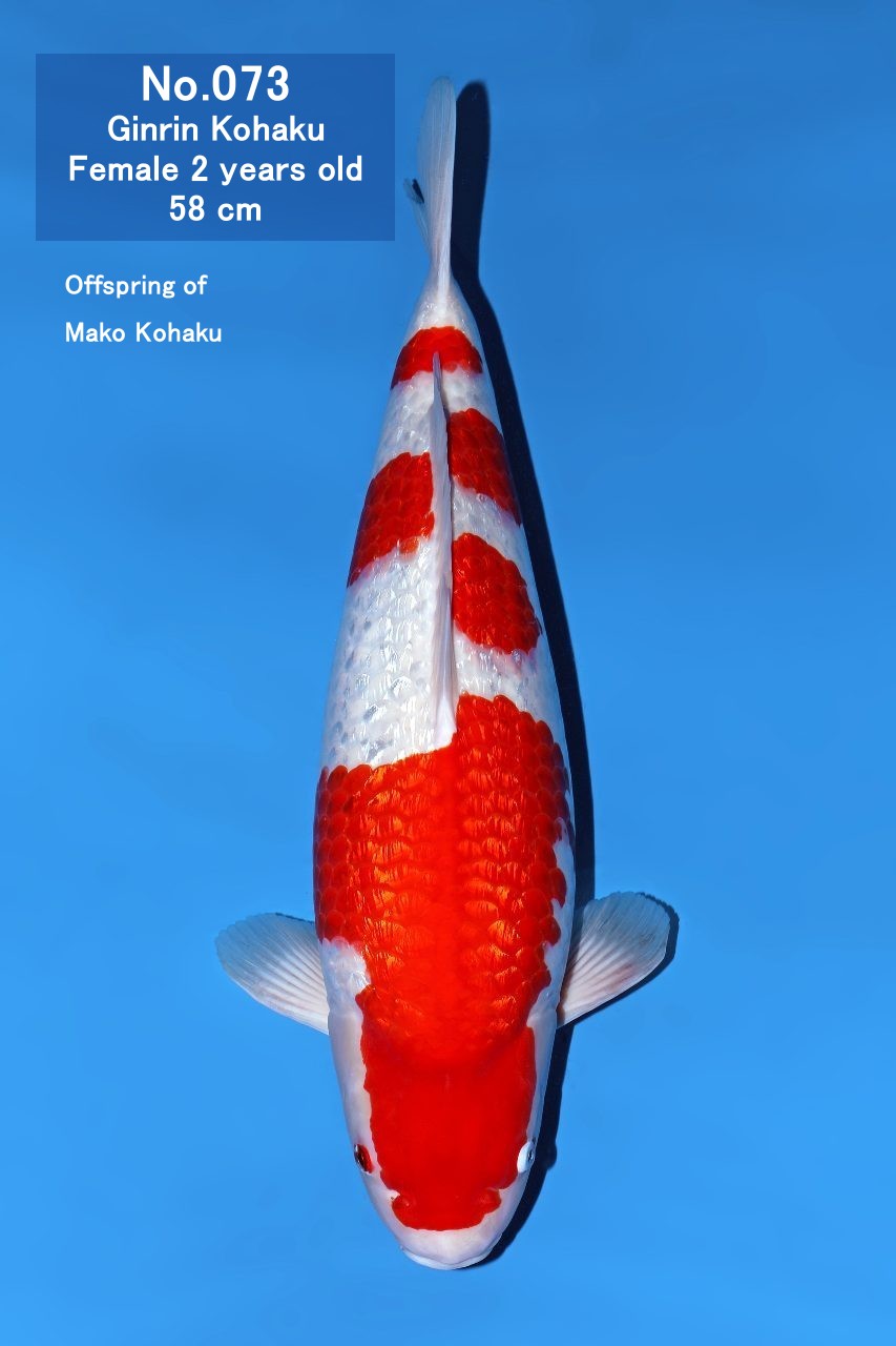 Koi