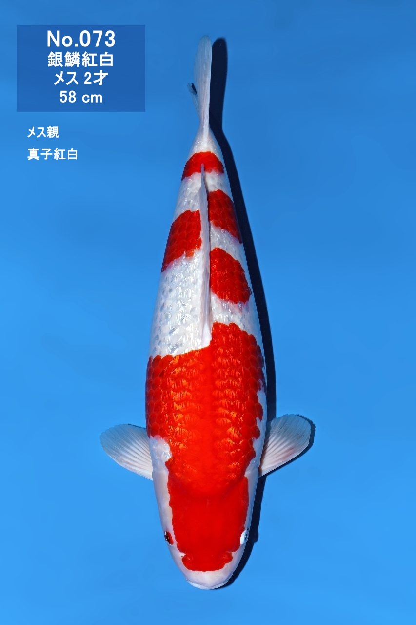 鯉