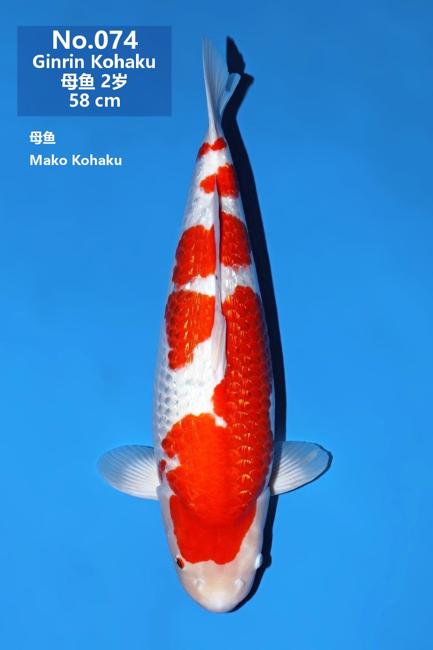 鯉