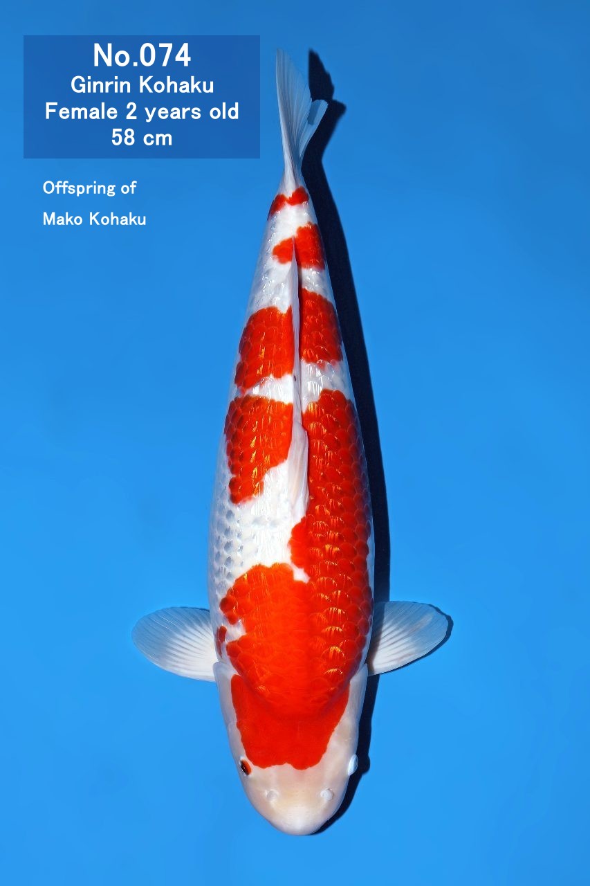Koi