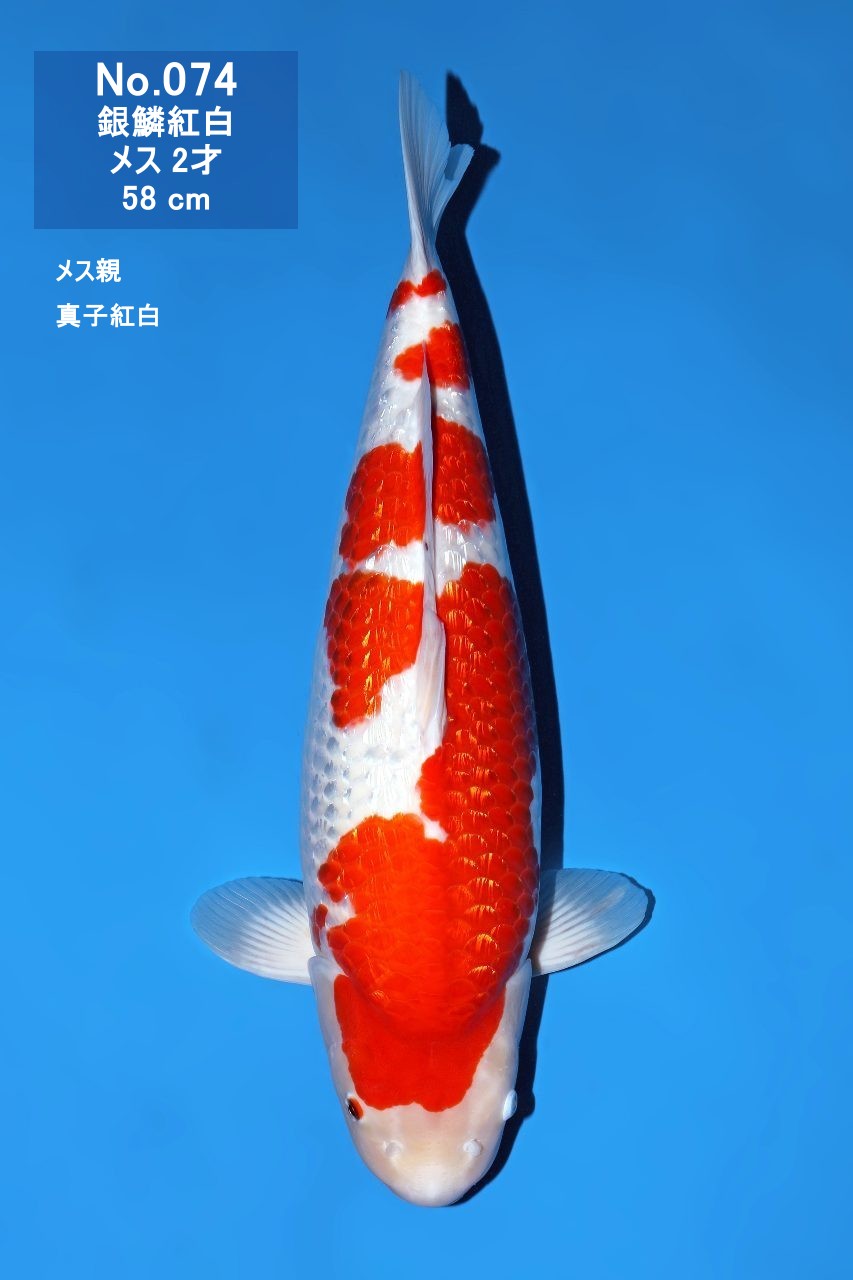 鯉