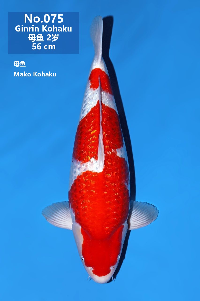 鯉