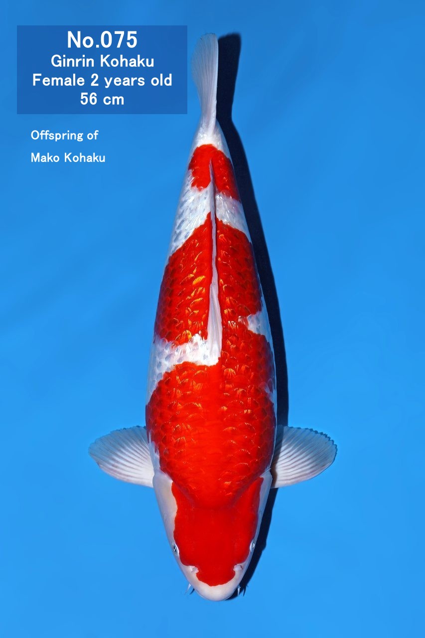 Koi