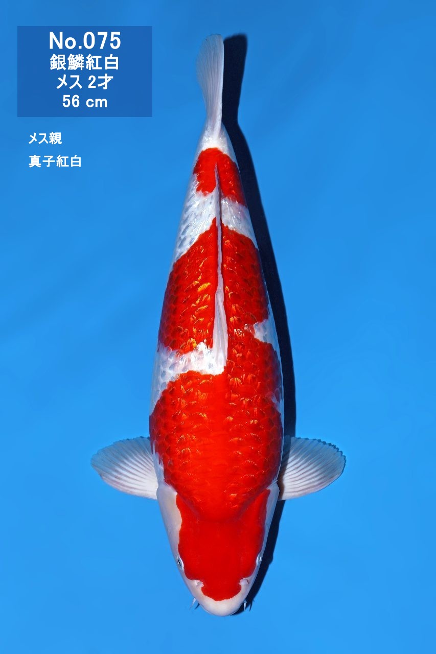 鯉