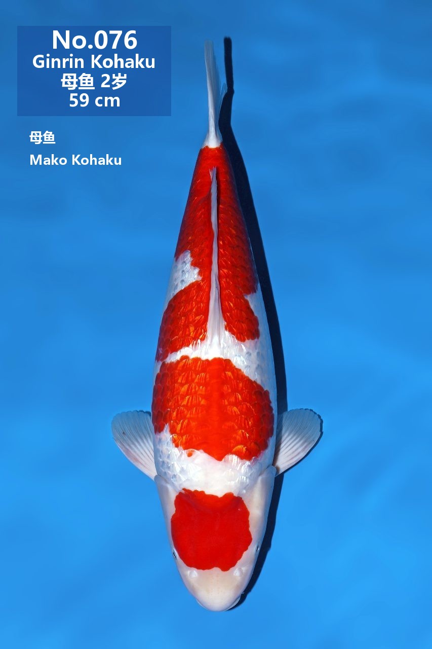 鯉