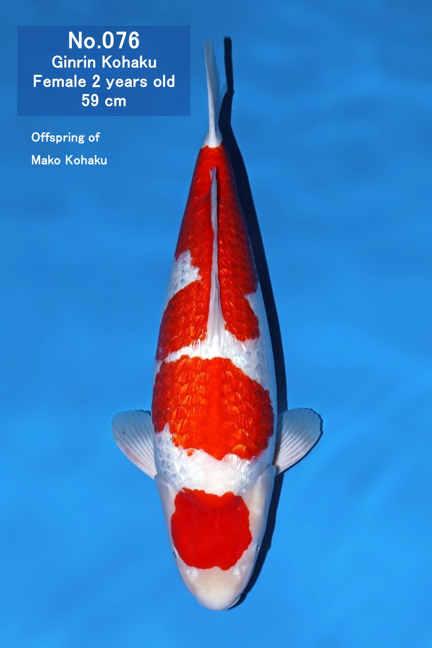Koi