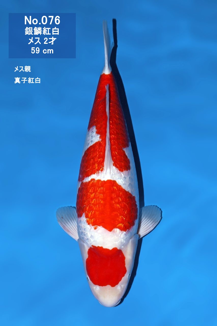 鯉
