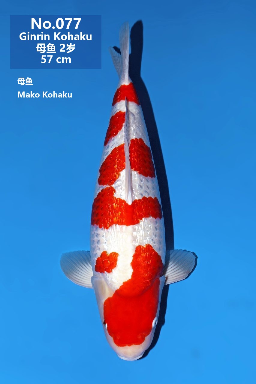 鯉
