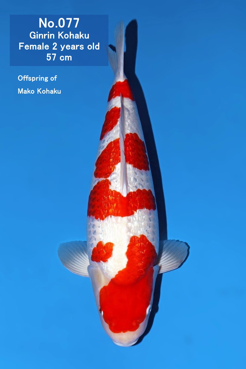 Koi