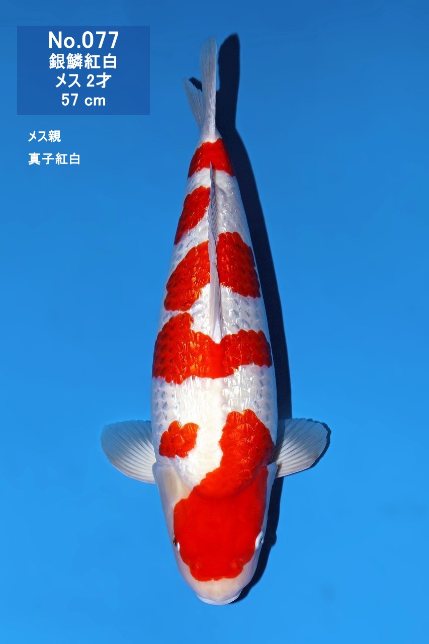鯉