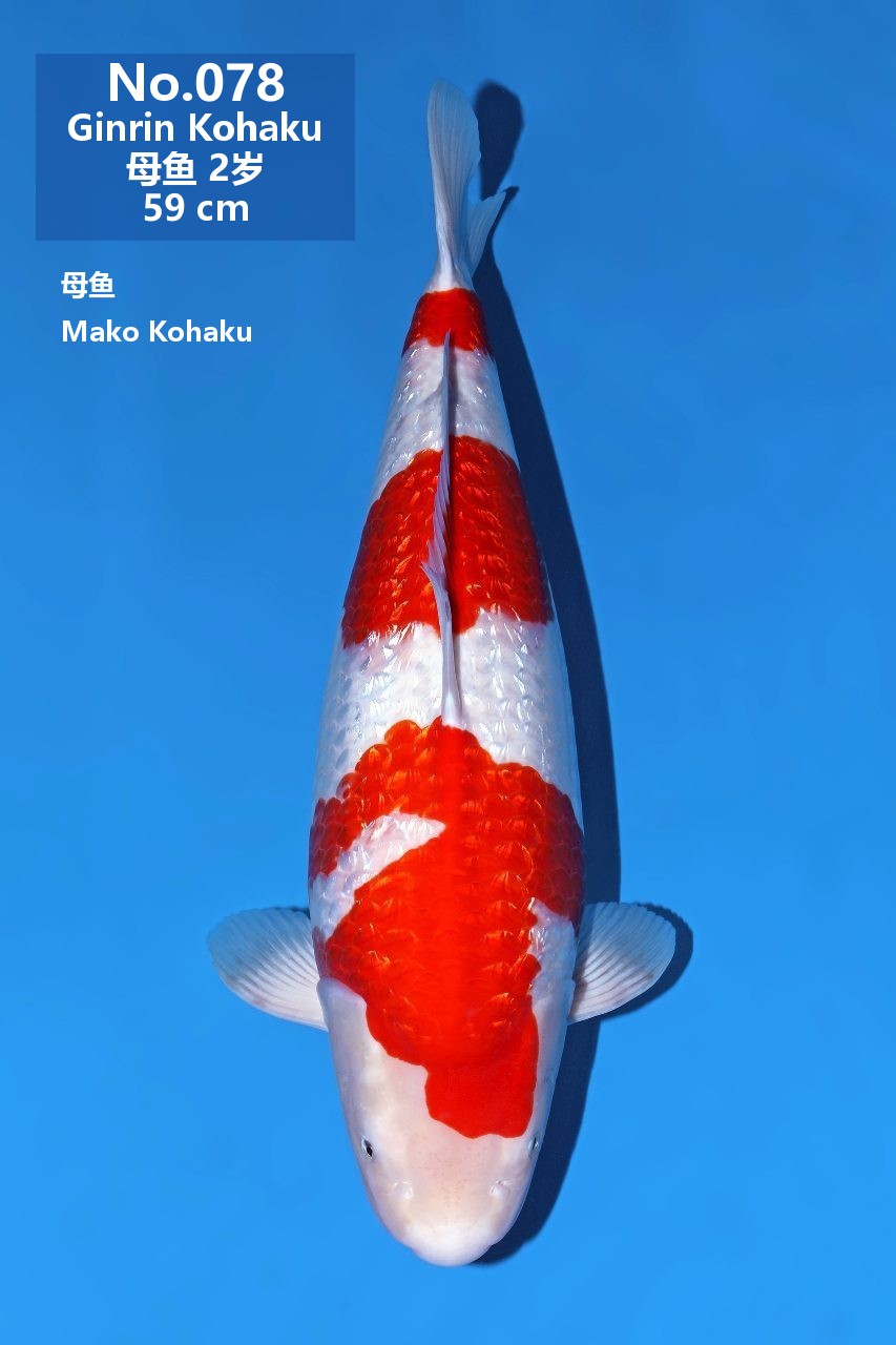鯉
