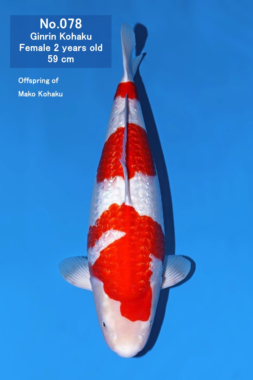 Koi