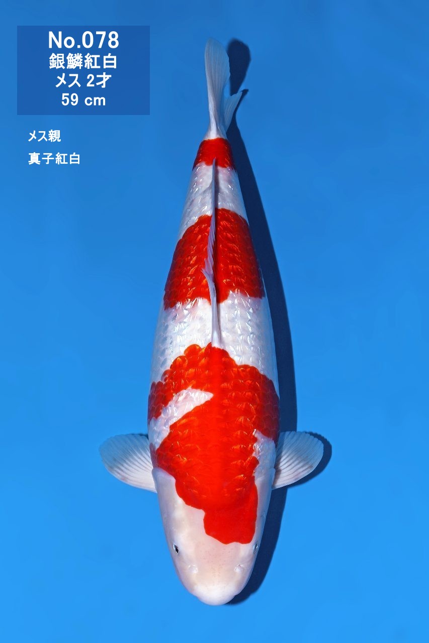 鯉