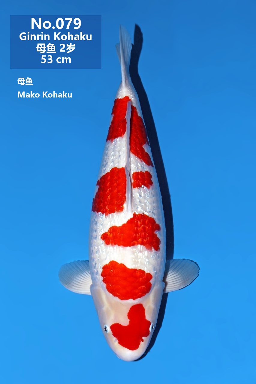 鯉