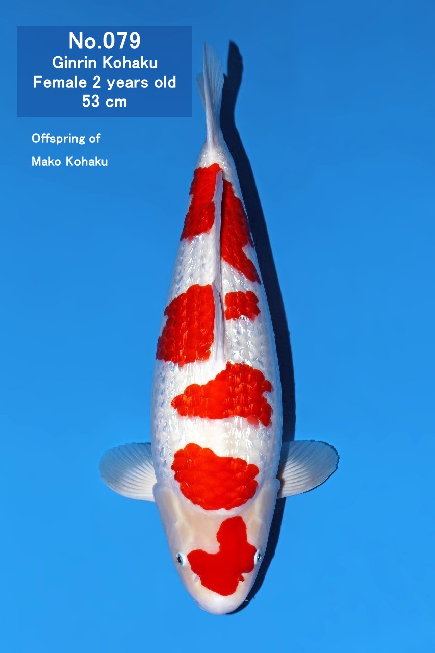 Koi