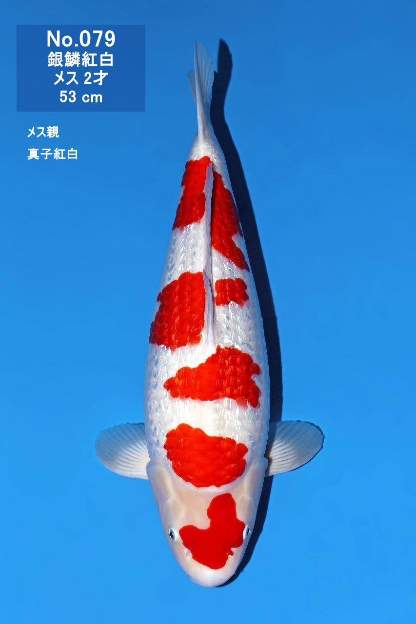 鯉