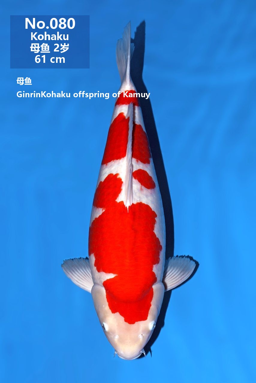 鯉
