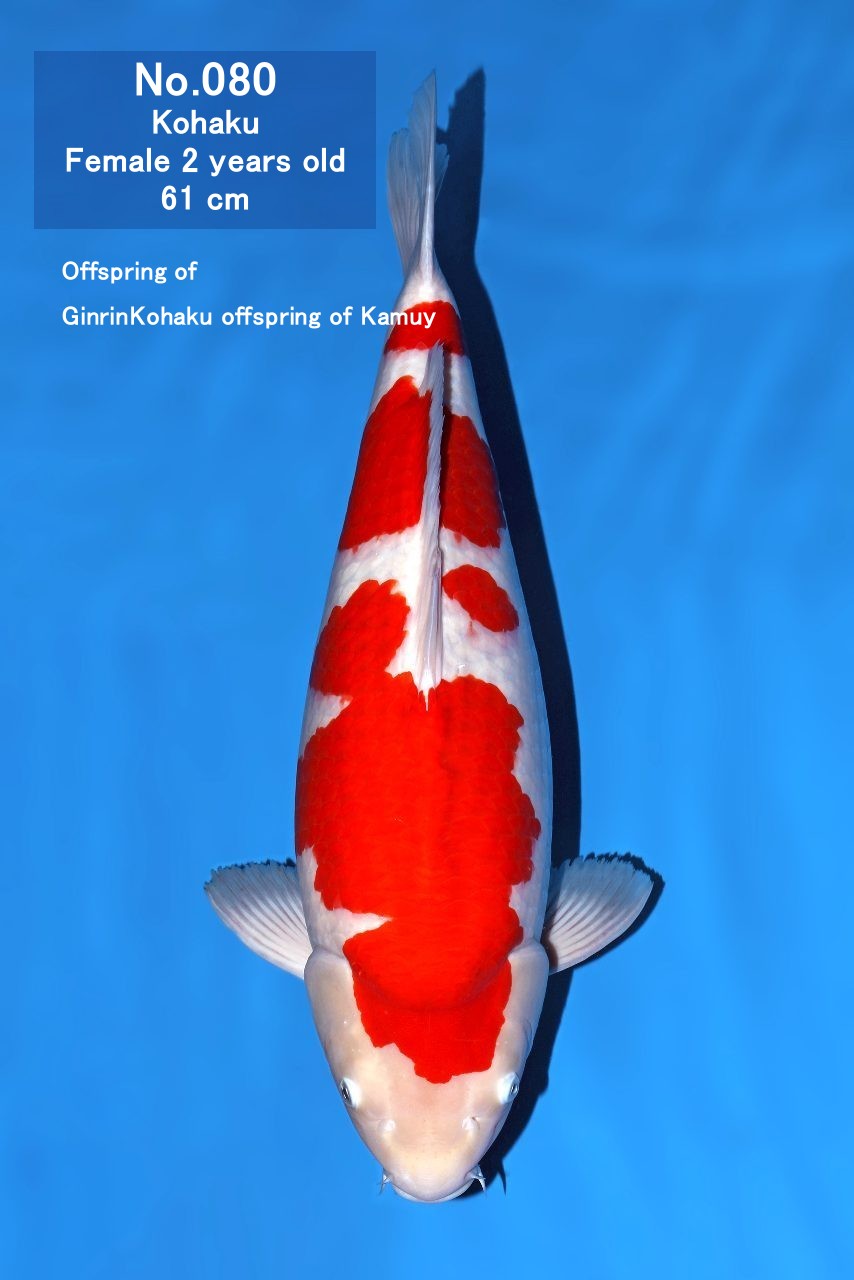 Koi