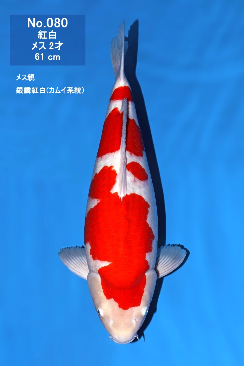 鯉