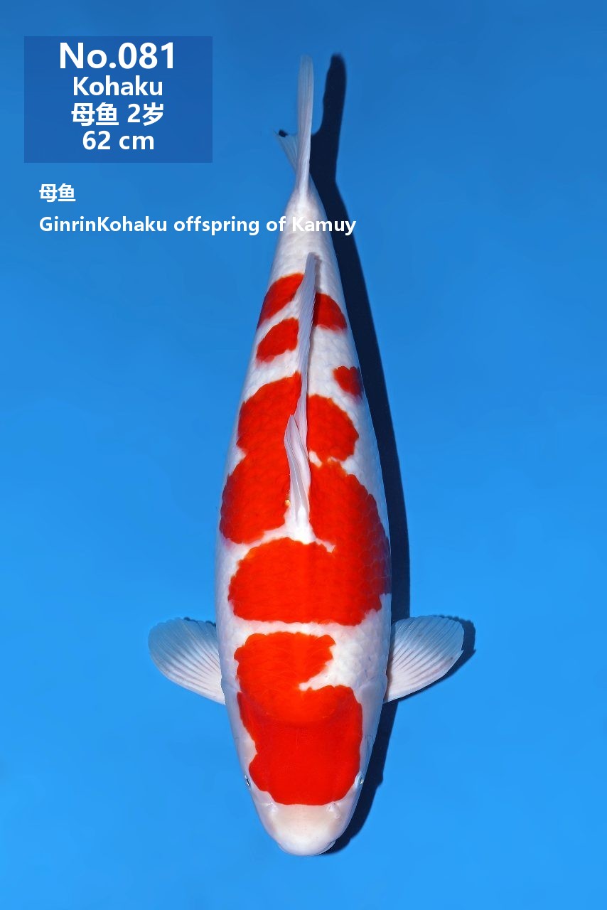 鯉