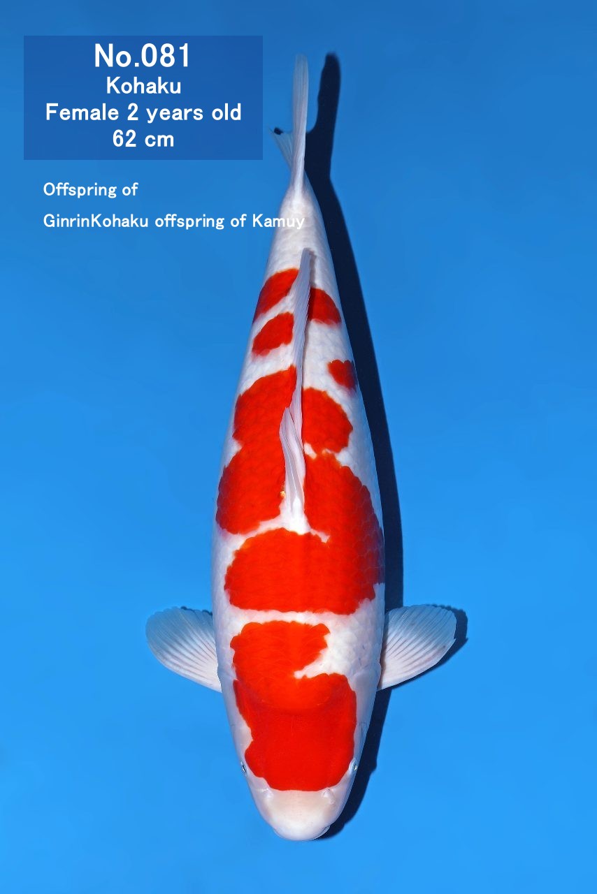 Koi