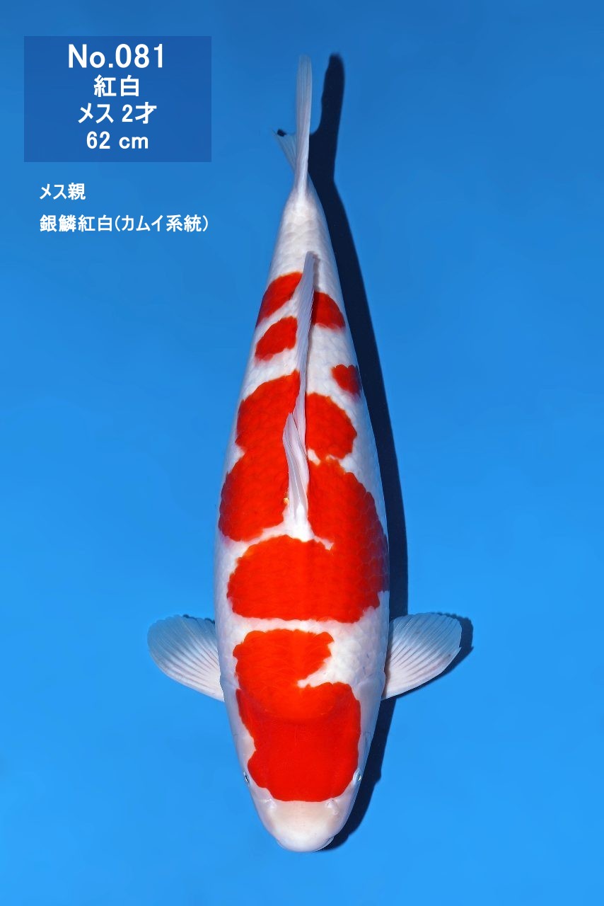 鯉