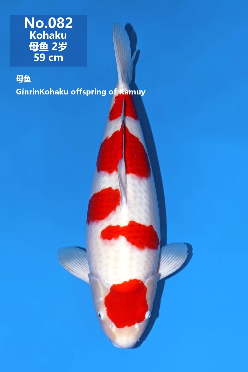 鯉