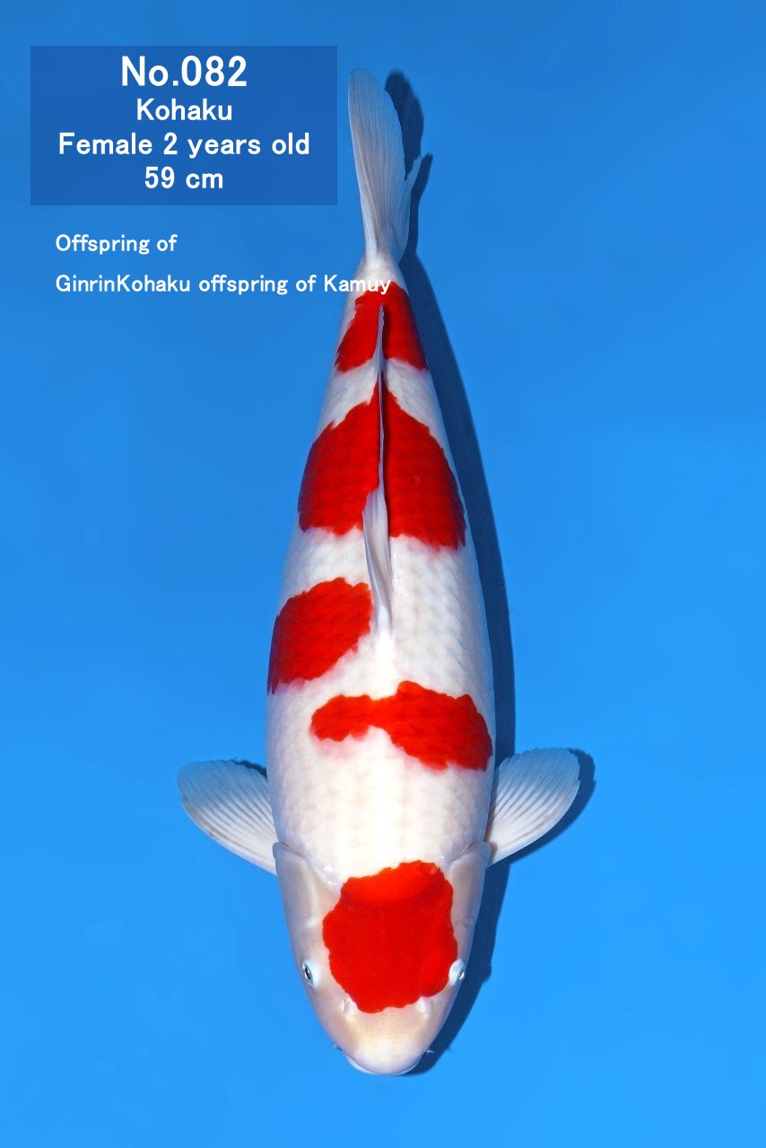 Koi