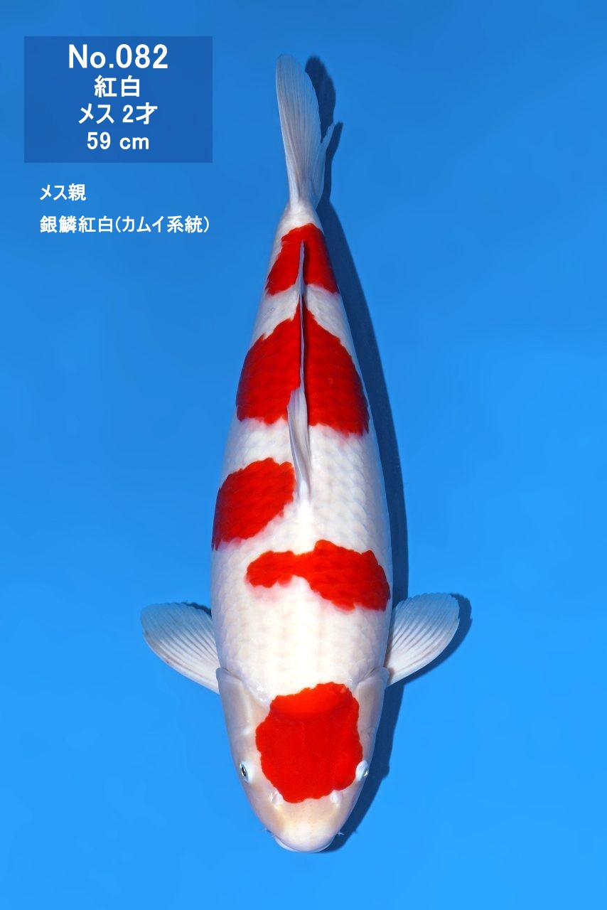 鯉