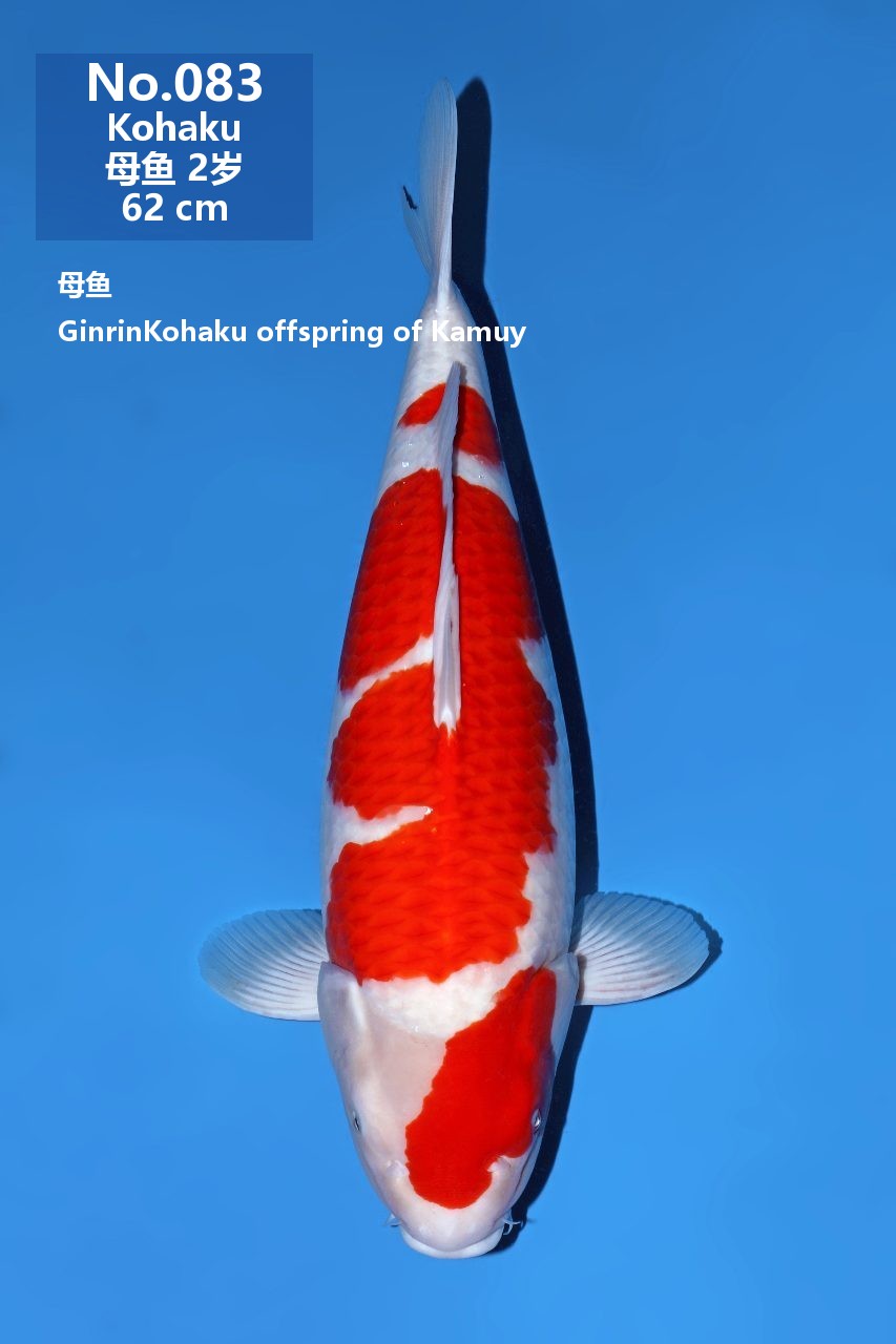 鯉
