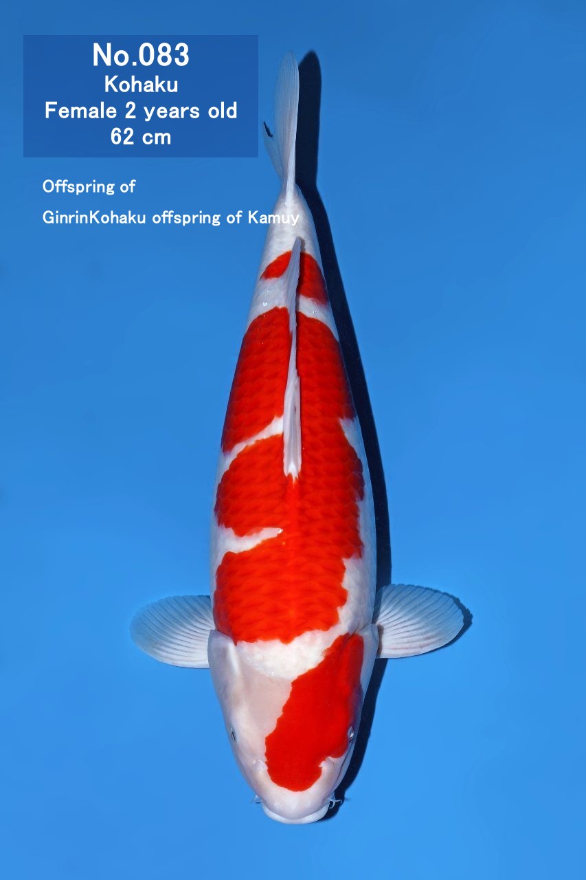 Koi