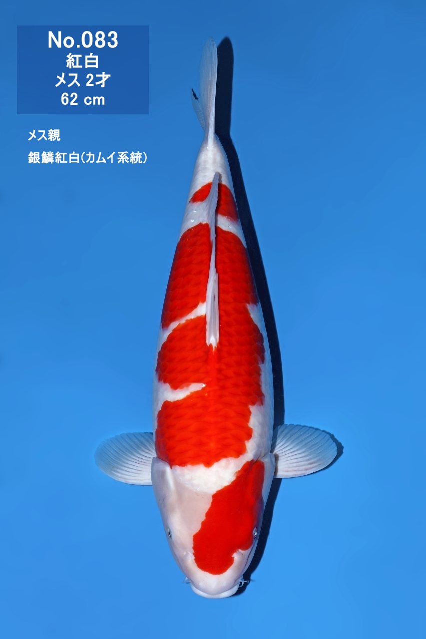 鯉
