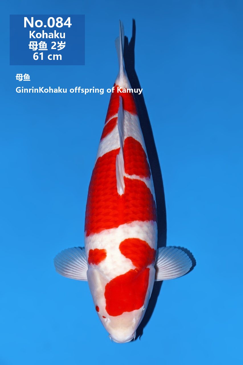 鯉