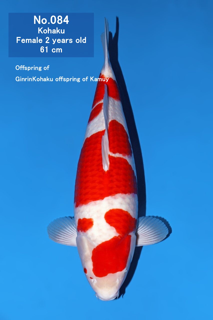 Koi