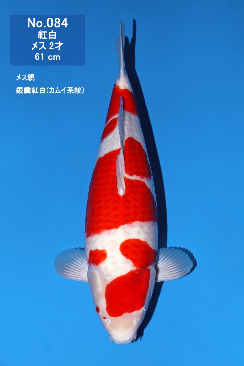 鯉