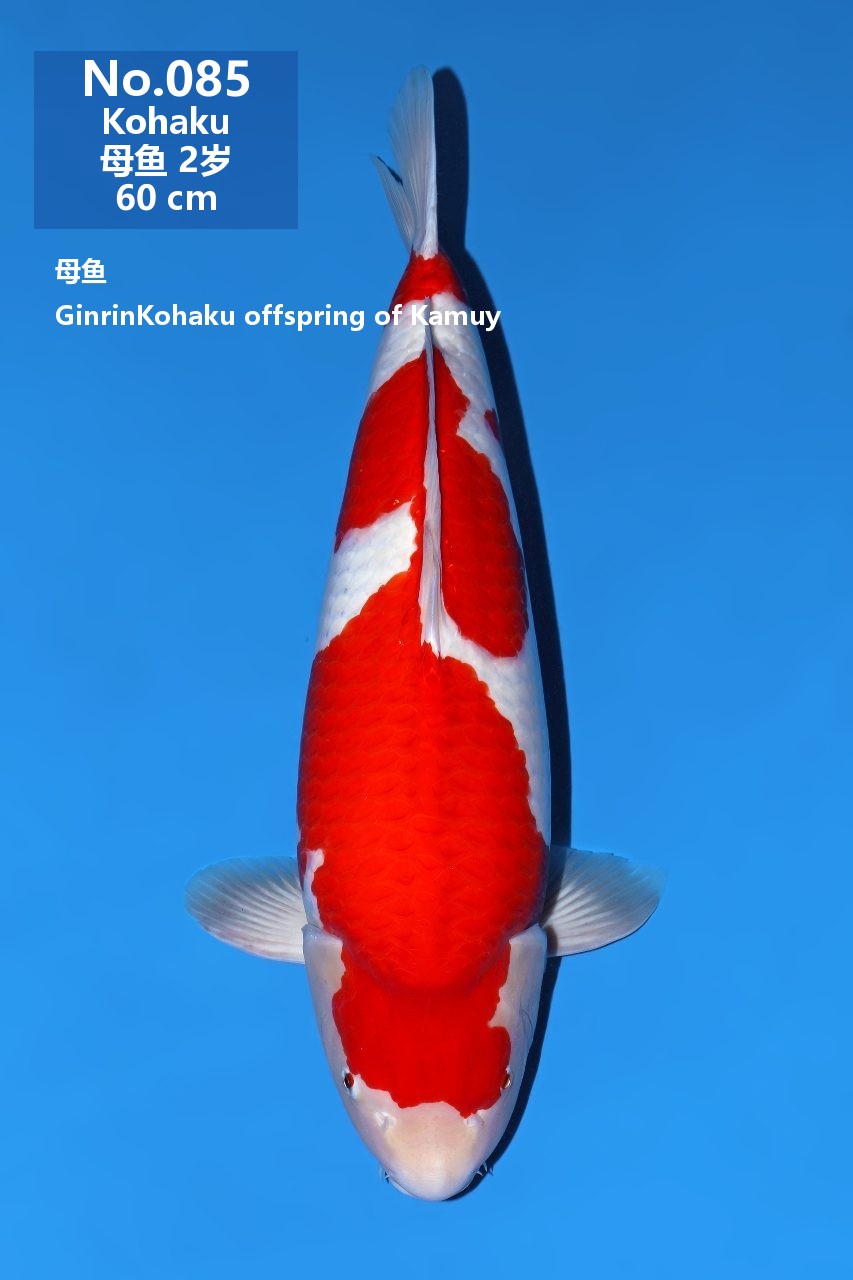 鯉