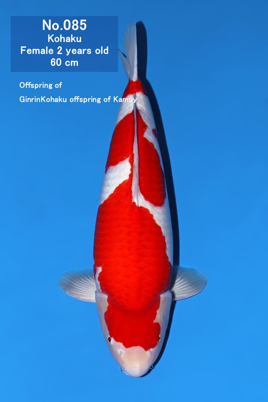 Koi