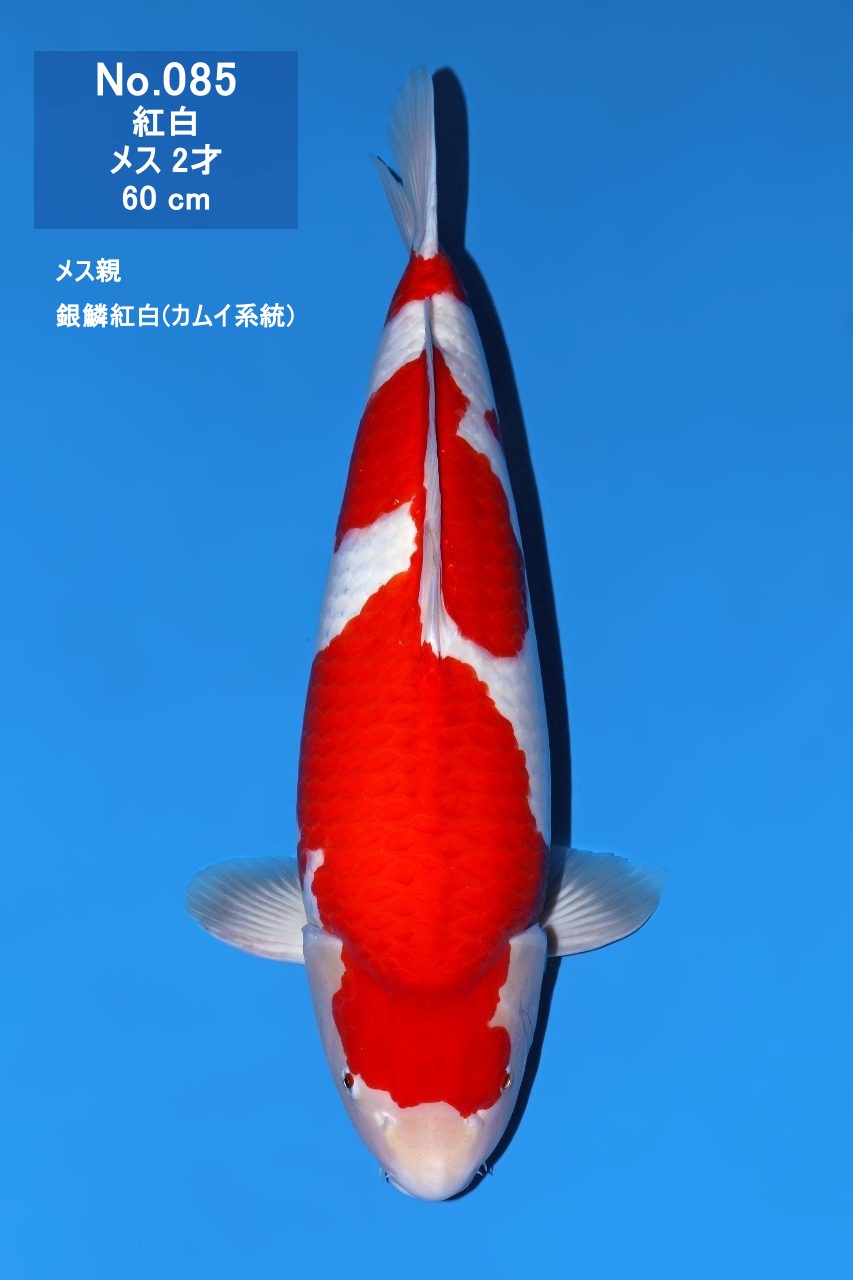 鯉