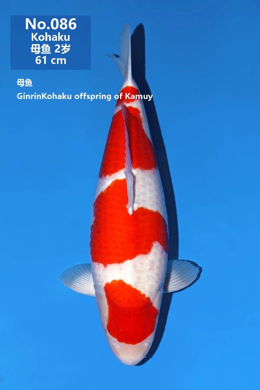 鯉