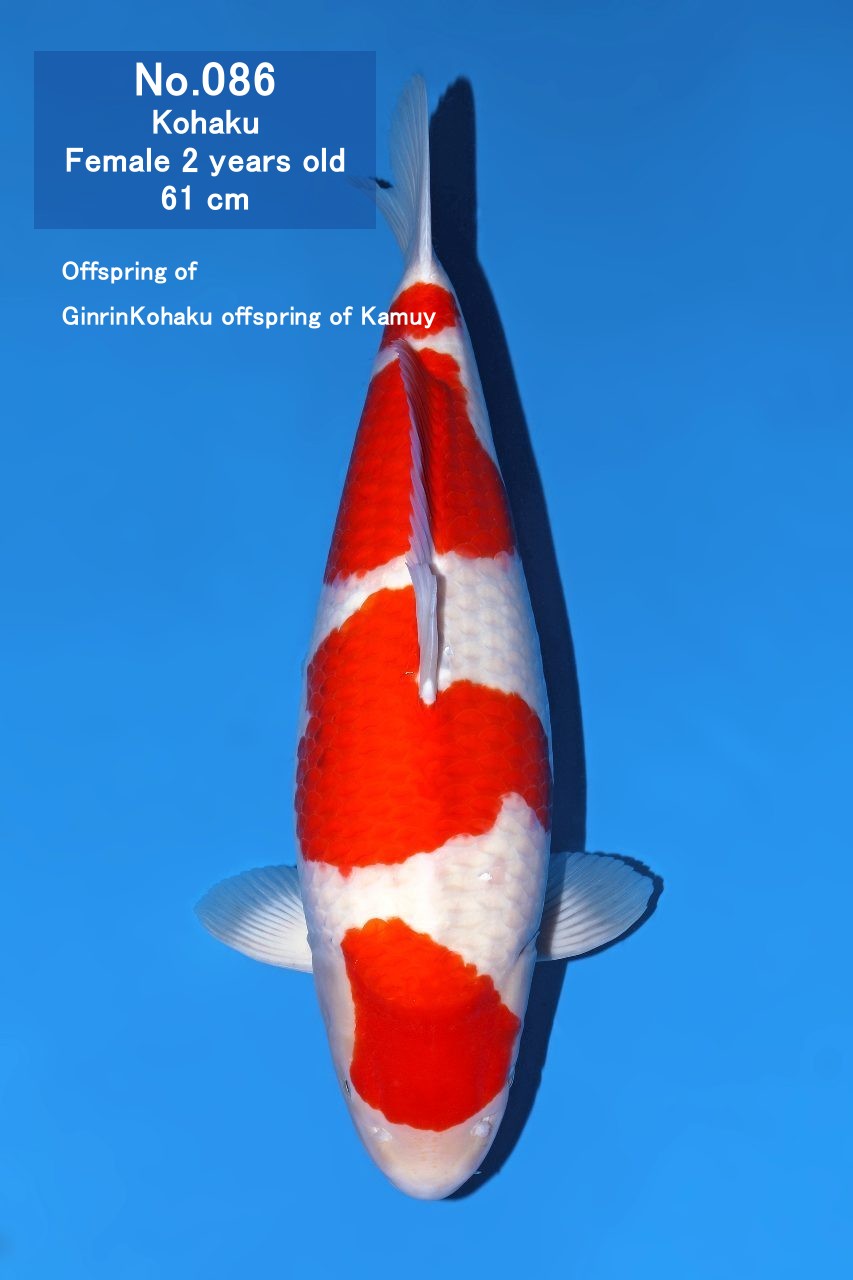 Koi