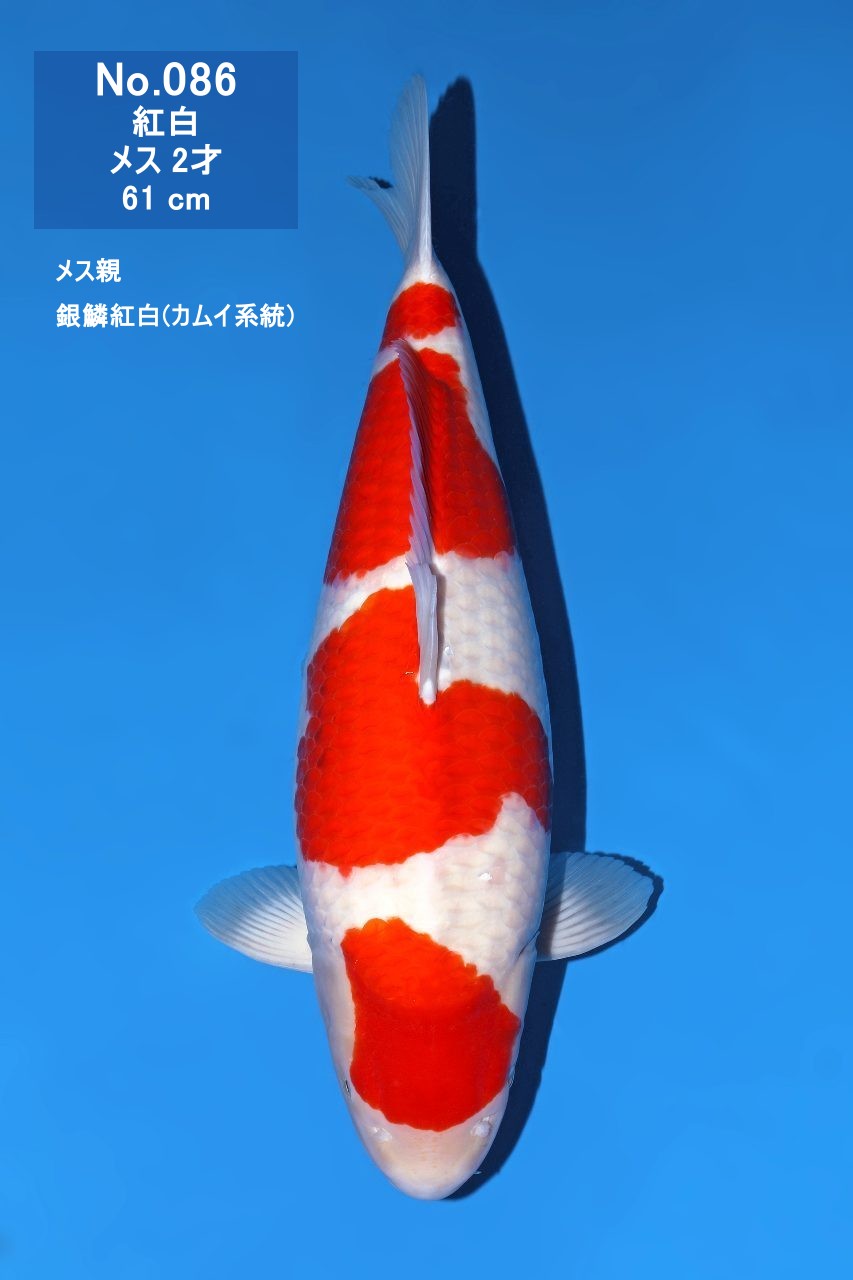 鯉